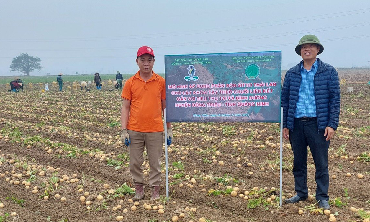 Mô Hình Trồng Cây Khoai Tây Alantich Sử Dụng Phân Bón Sitto Việt Nam Vụ Đông 2022-2023 | SITTO eShop