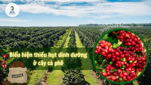 Các triệu chứng, biểu hiện thiếu dinh dưỡng ở cây cà phê