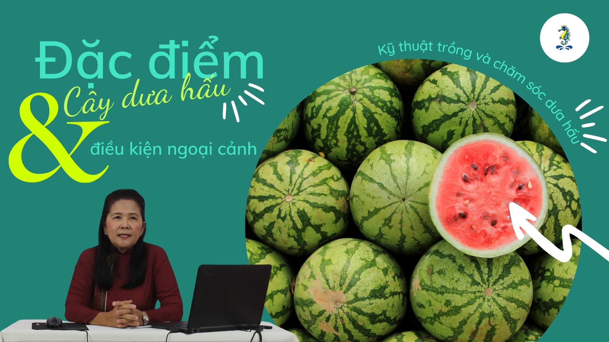 Đặc điểm cây dưa hấu và điều kiện ngoại cảnh | Kỹ thuật trồng và chăm sóc dưa hấu