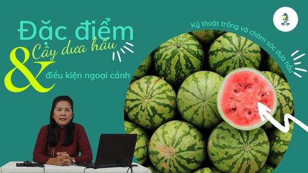 Đặc điểm cây dưa hấu và điều kiện ngoại cảnh | Kỹ thuật trồng và chăm sóc dưa hấu