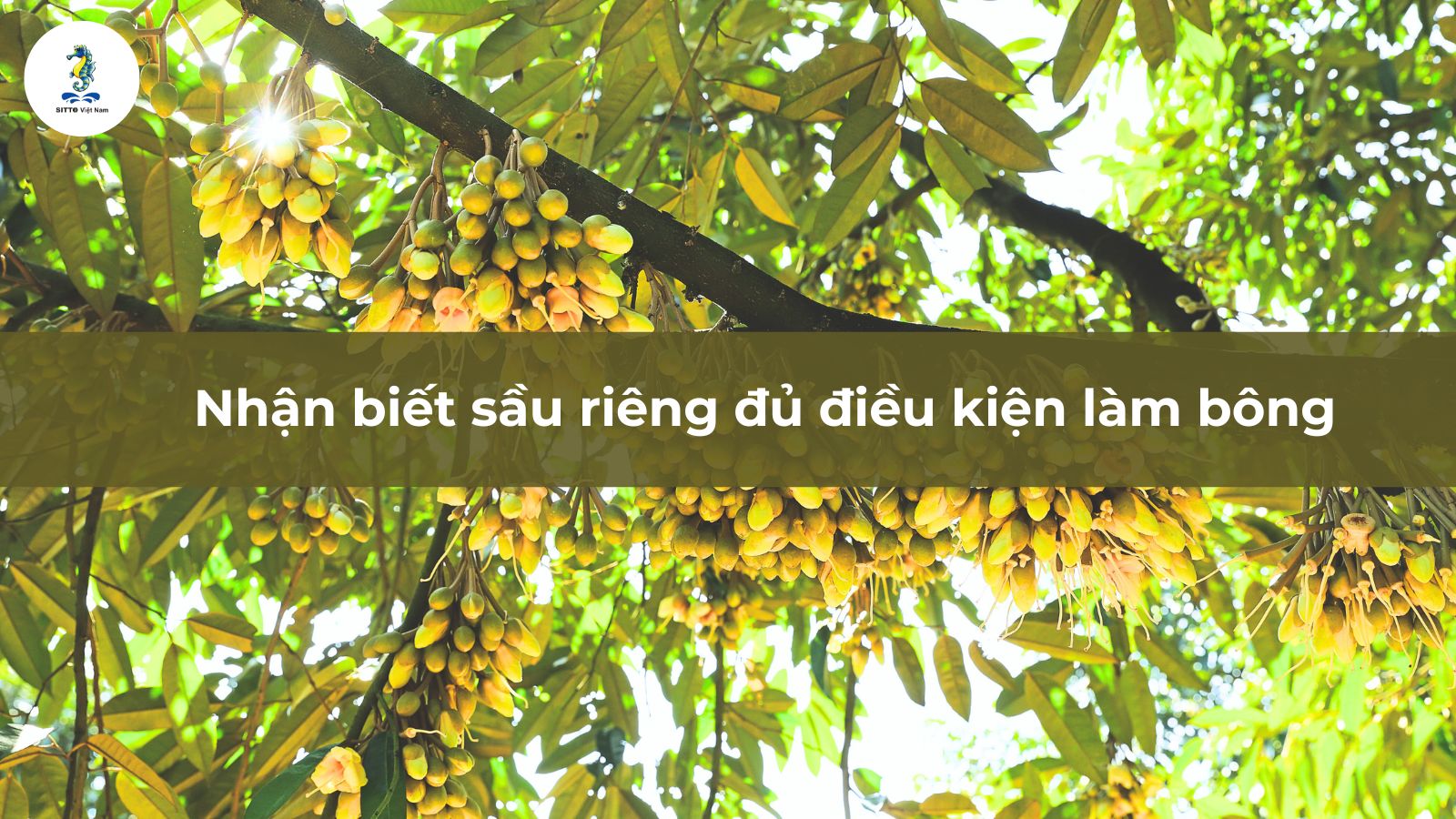 Nhận biết sầu riêng đủ điều kiện làm bông