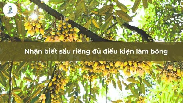 Nhận biết sầu riêng đủ điều kiện làm bông