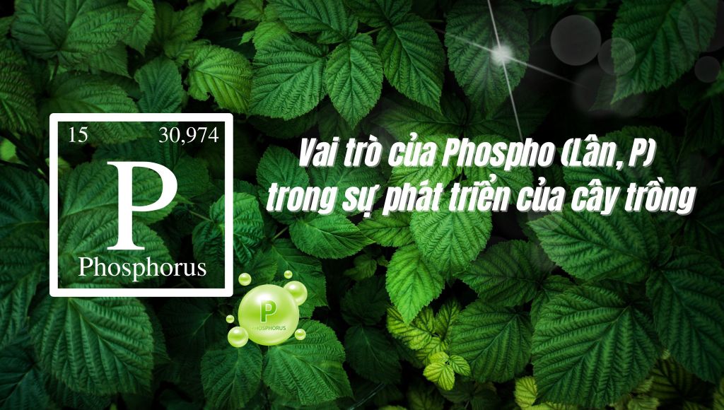 Phospho - Vai trò của Phospho (Lân, P) trong sự phát triển của cây trồng