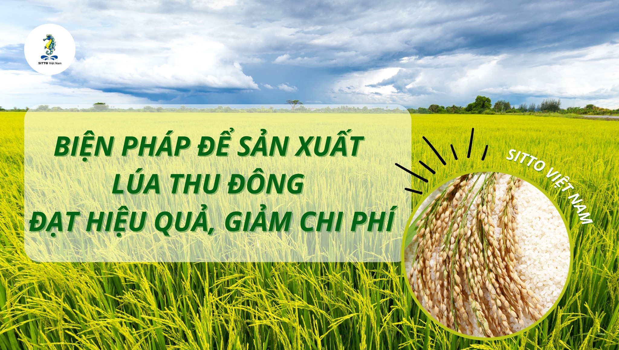 Một số biện pháp để sản xuất vụ lúa Thu Đông đạt hiệu quả, giảm chi phí