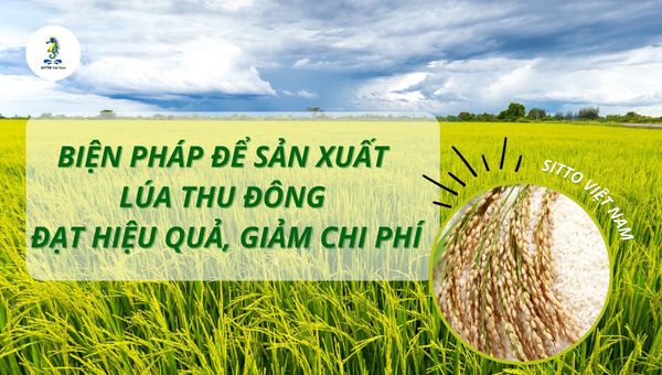 Một số biện pháp để sản xuất vụ lúa Thu Đông đạt hiệu quả, giảm chi phí