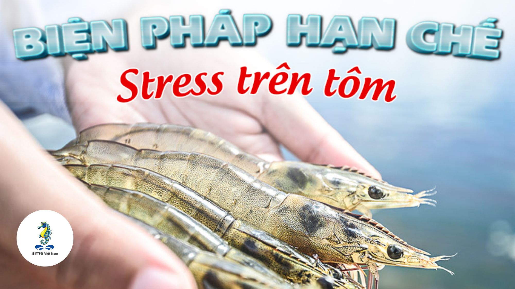 Nguyên nhân, biểu hiện và biện pháp hạn chế stress trên tôm