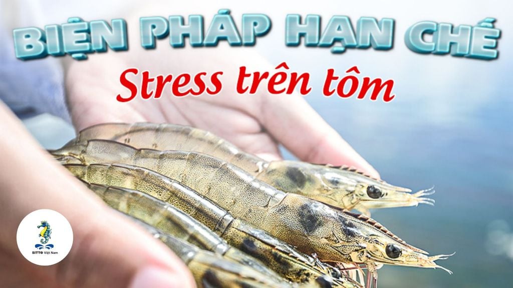 Nguyên nhân, biểu hiện và biện pháp hạn chế stress trên tôm