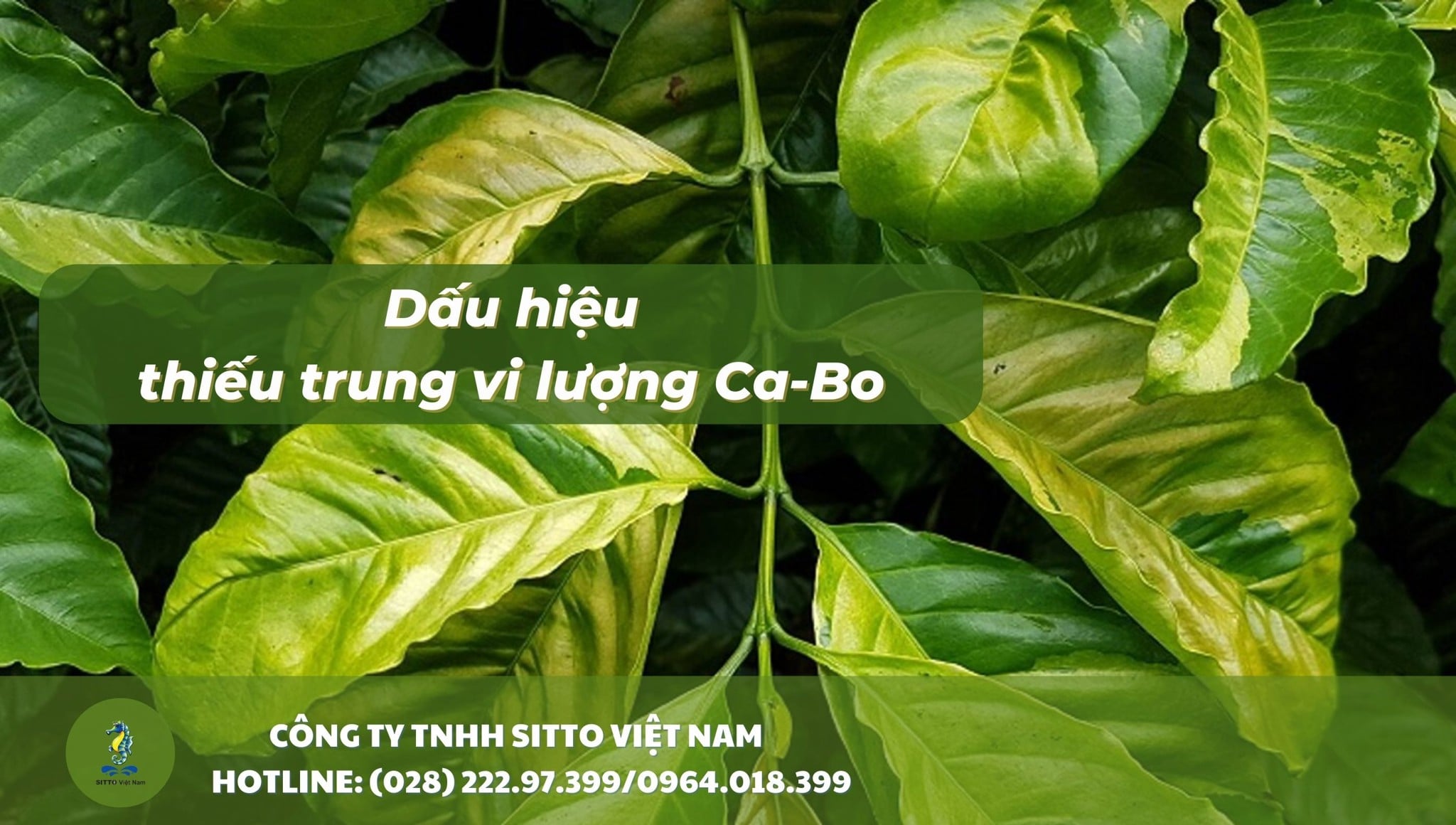 Dấu hiệu thiếu trung vi lượng Ca-Bo và cách bổ sung hiệu quả