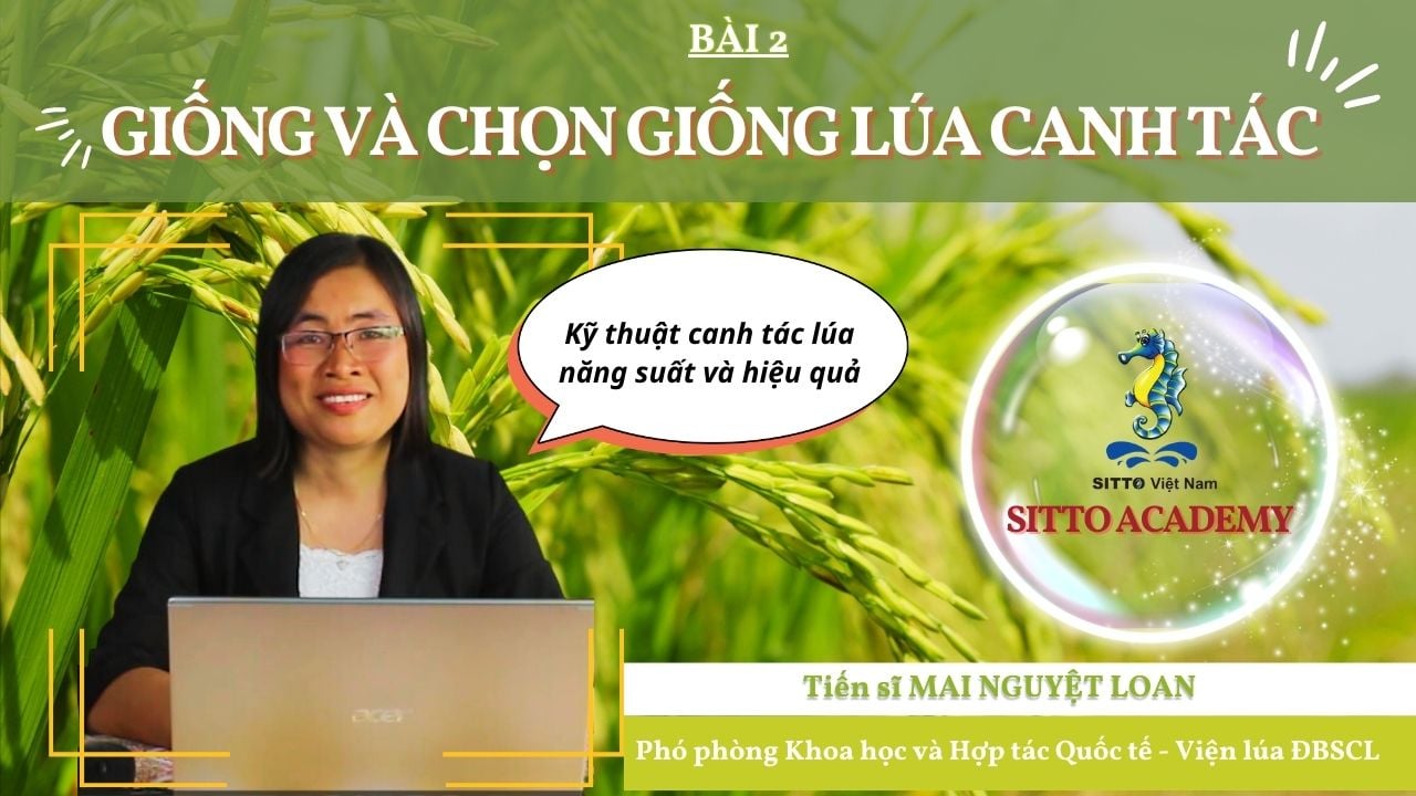 Kỹ Thuật Canh Tác Lúa - Giống Và Chọn Giống Lúa Canh Tác (Bài 2) | SITTO eShop