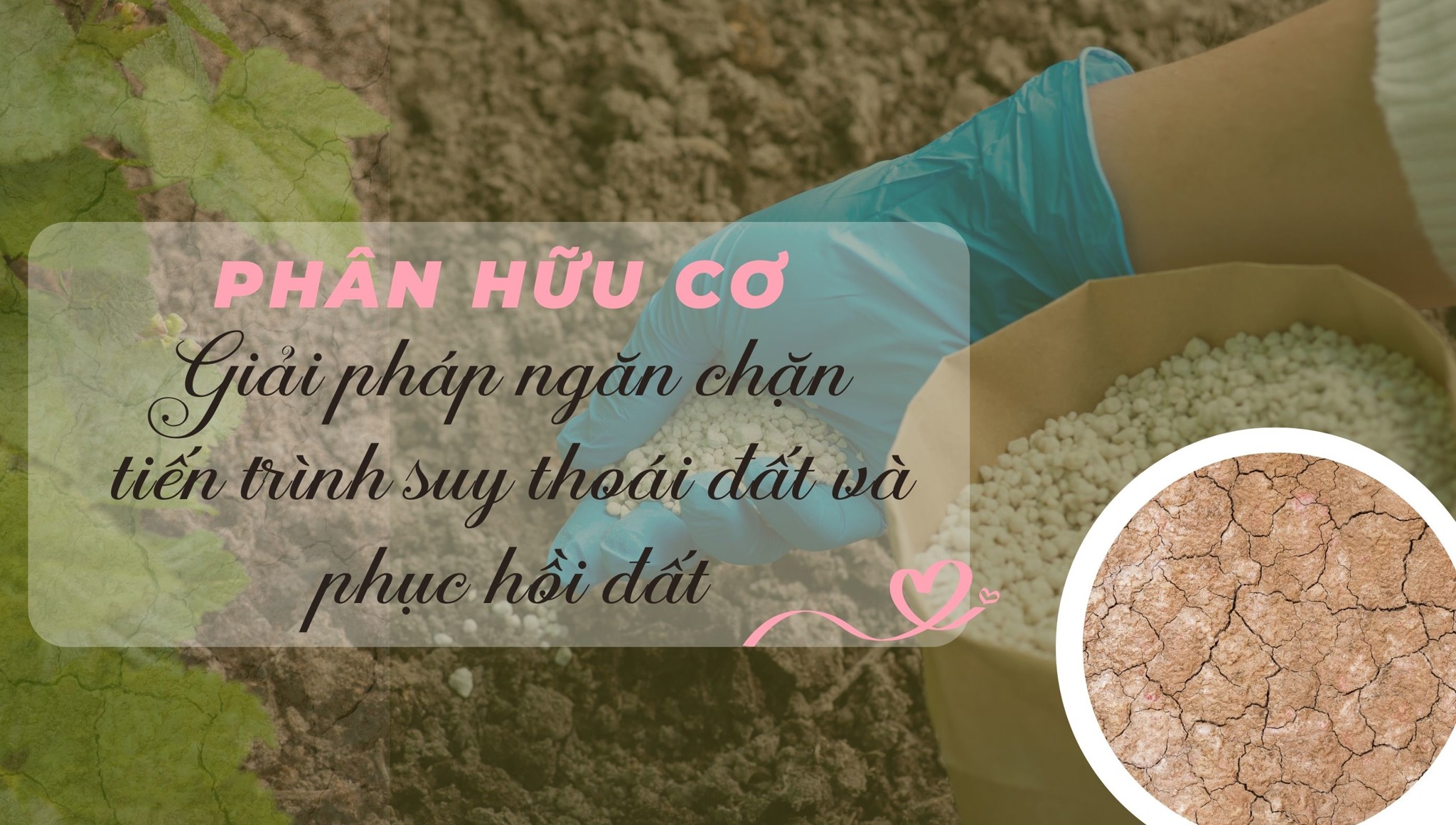 Phân hữu cơ là gì? Top các loại phân hữu cơ giúp cải tạo đất và cây trồng hiệu quả
