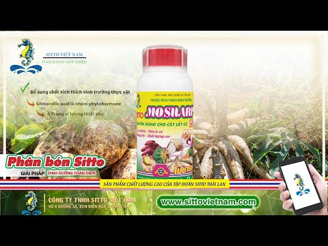 SITTO MOSHARP 15SL - KÍCH THÍCH SINH TRƯỞNG CHUYÊN DÙNG CHO CÂY LẤY CỦ