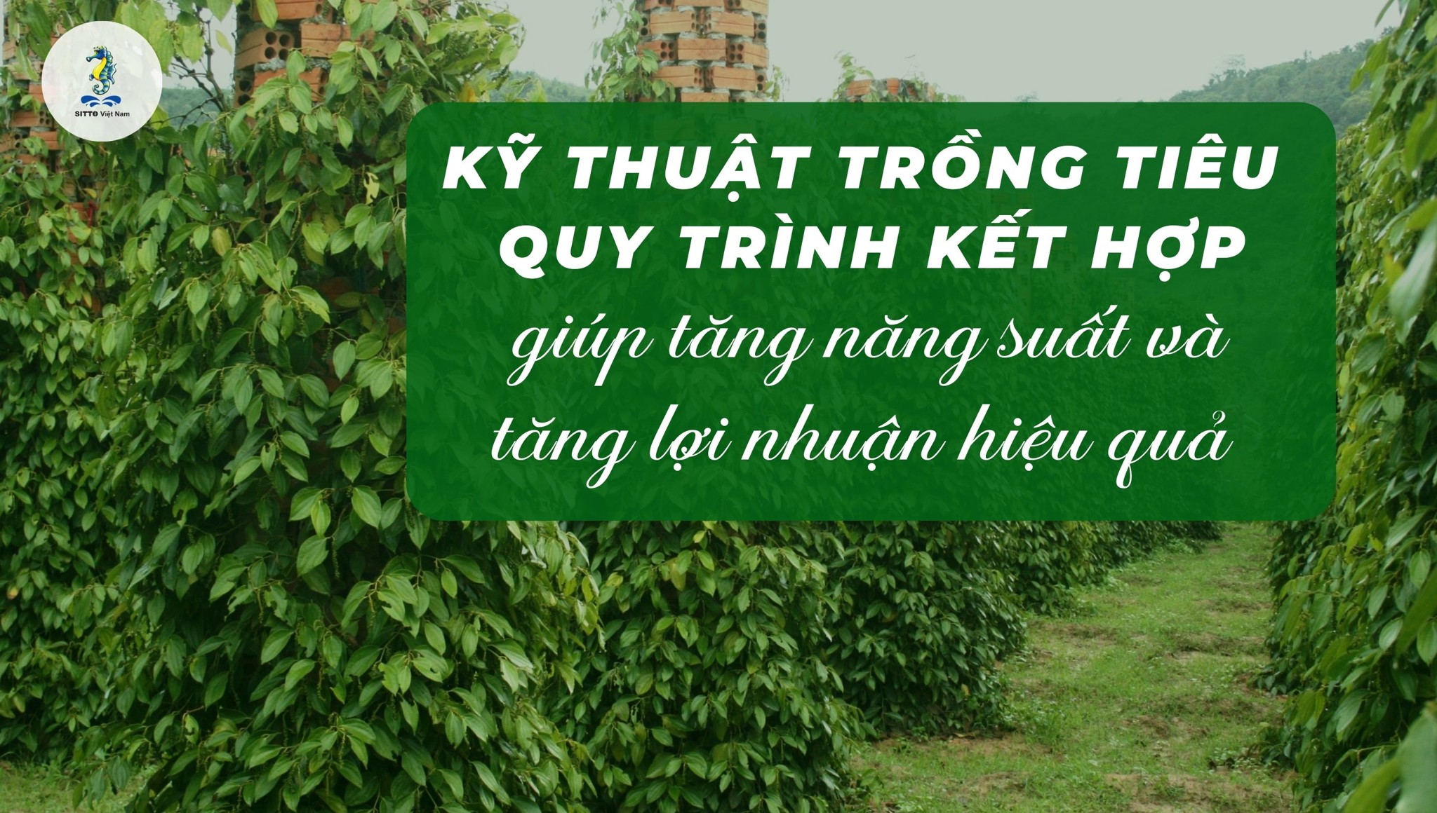 Kỹ thuật trồng tiêu: Quy trình kết hợp giúp tăng năng suất và tăng lợi nhuận hiệu quả
