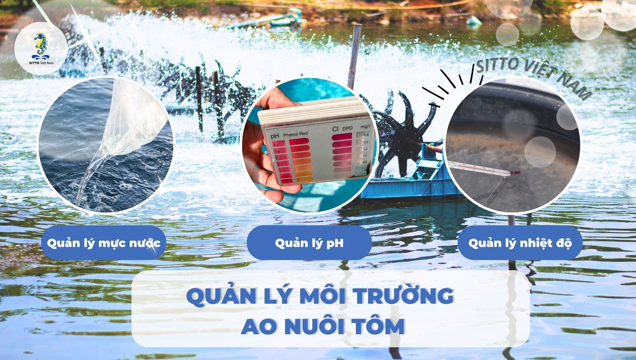 Phương pháp quản lý môi trường ao nuôi tôm hiệu quả