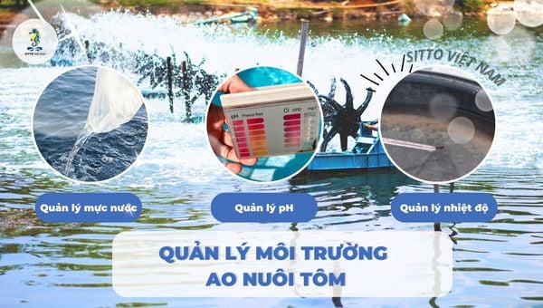 Phương pháp quản lý môi trường ao nuôi tôm hiệu quả