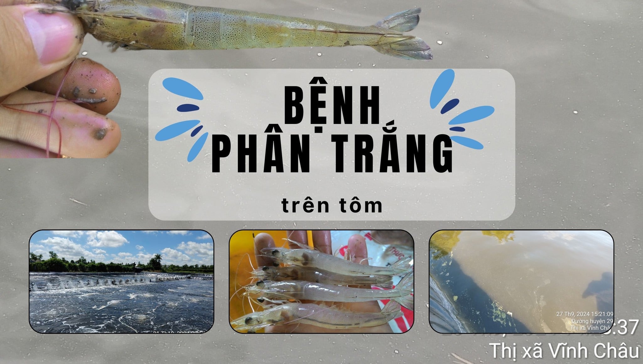 GIẢI PHÁP CHO HỘI CHỨNG PHÂN TRẮNG TRÊN TÔM NUÔI