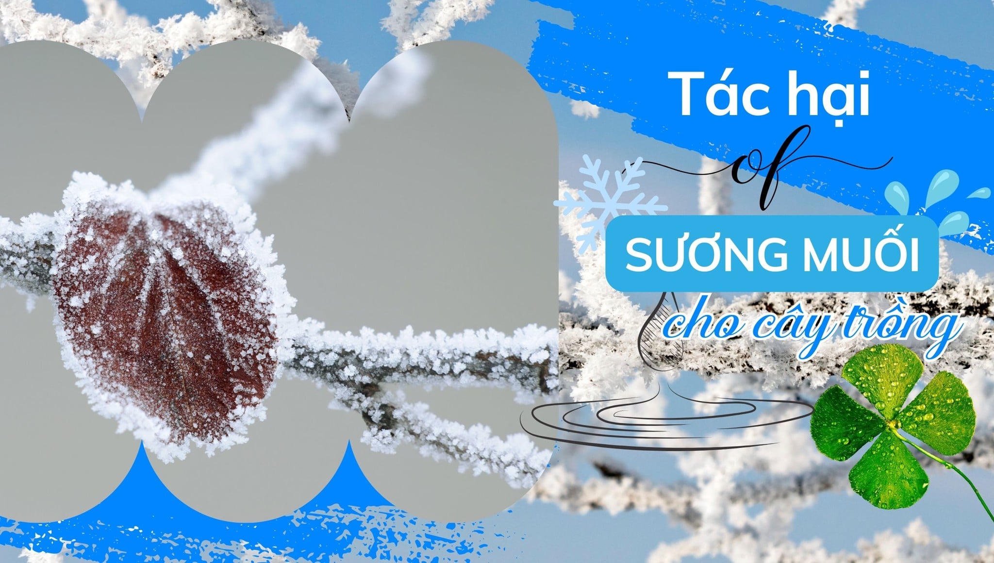 Tác hại của sương muối cho cây trồng: Những điều cần biết và cách khắc phục cây trồng bị ảnh hưởng sương muối