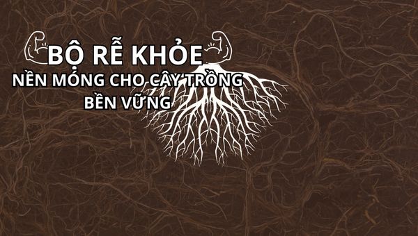 Vai trò quan trọng của bộ rễ - Bộ rễ khỏe tạo nền móng cho cây trồng vững chắc