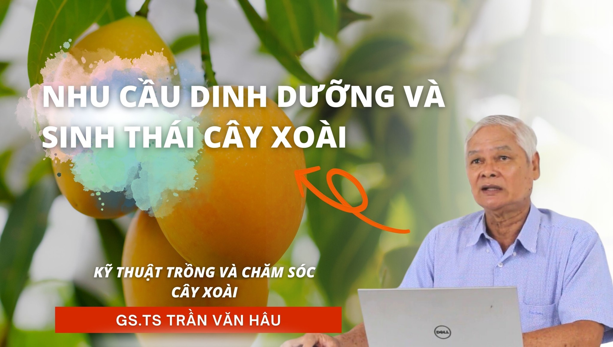 Nhu cầu dinh dưỡng và sinh thái cây Xoài | Kỹ thuật trồng và chăm sóc Xoài