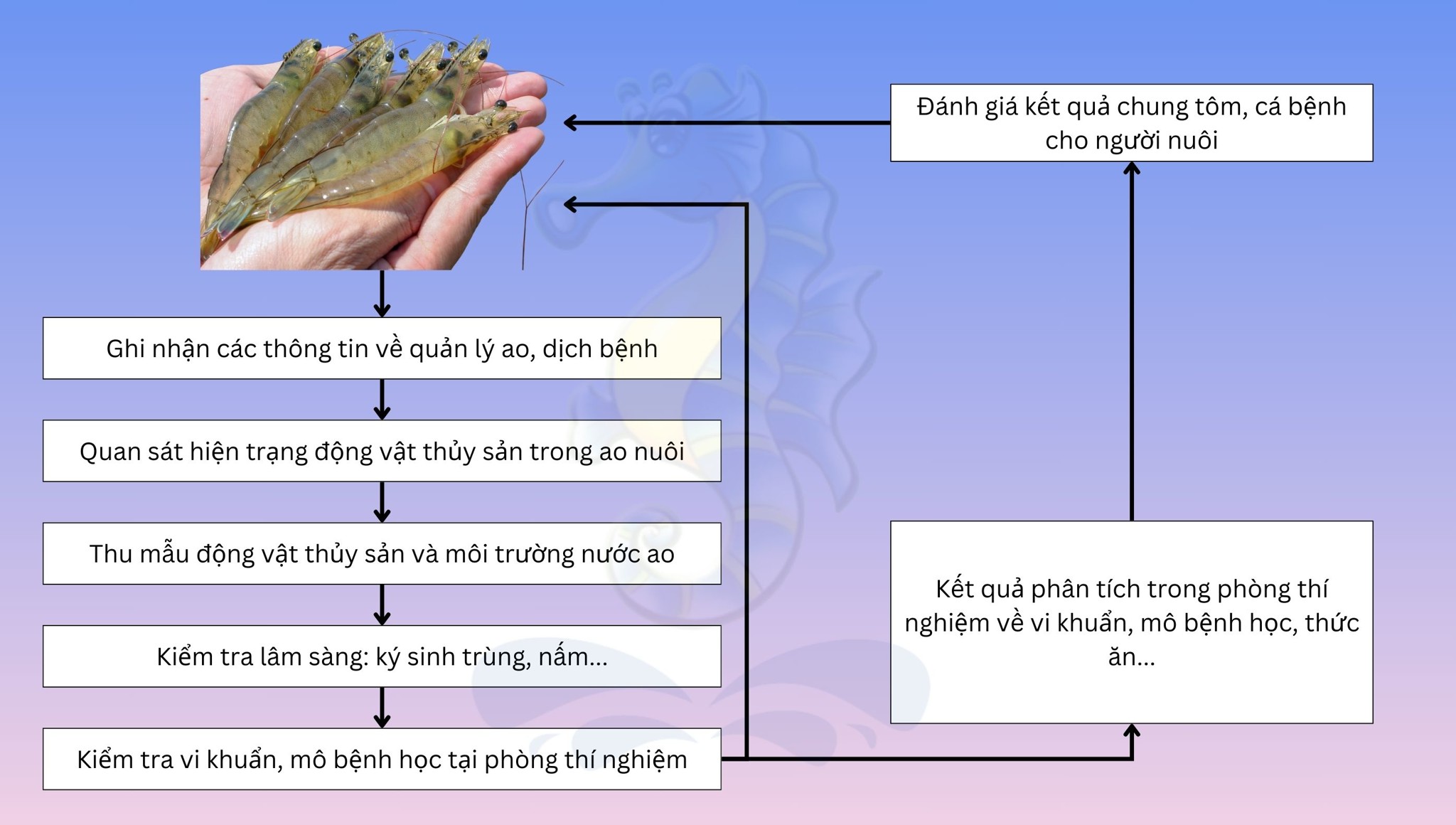 Quy trình chẩn đoán và kiểm soát bệnh trên động vật thủy sản