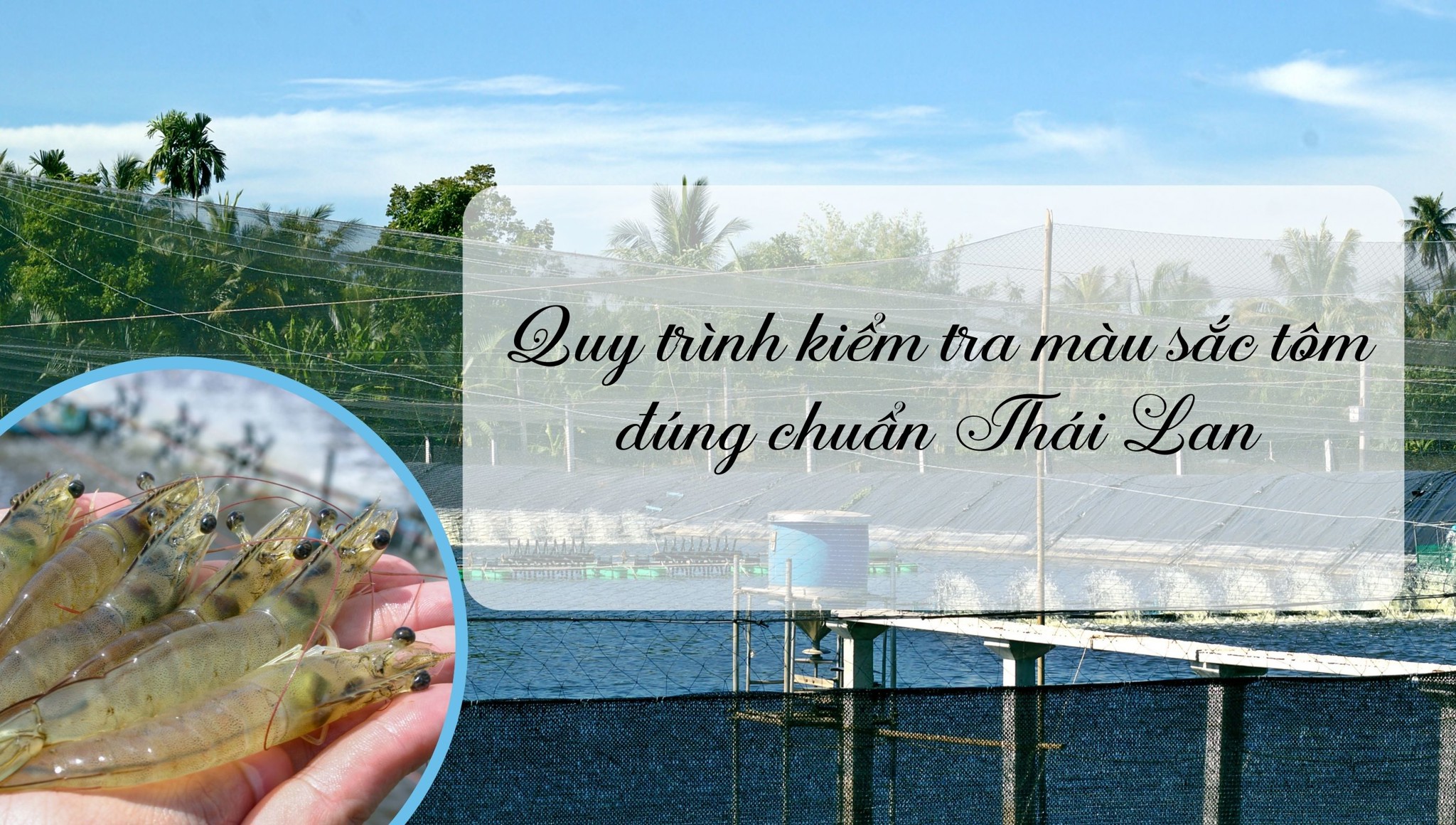 Quy trình kiểm tra màu sắc tôm đúng chuẩn Thái Lan