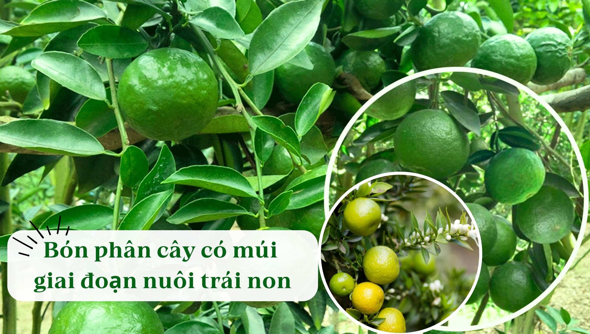 Kỹ thuật chăm sóc bón phân cây có múi giai đoạn nuôi trái non