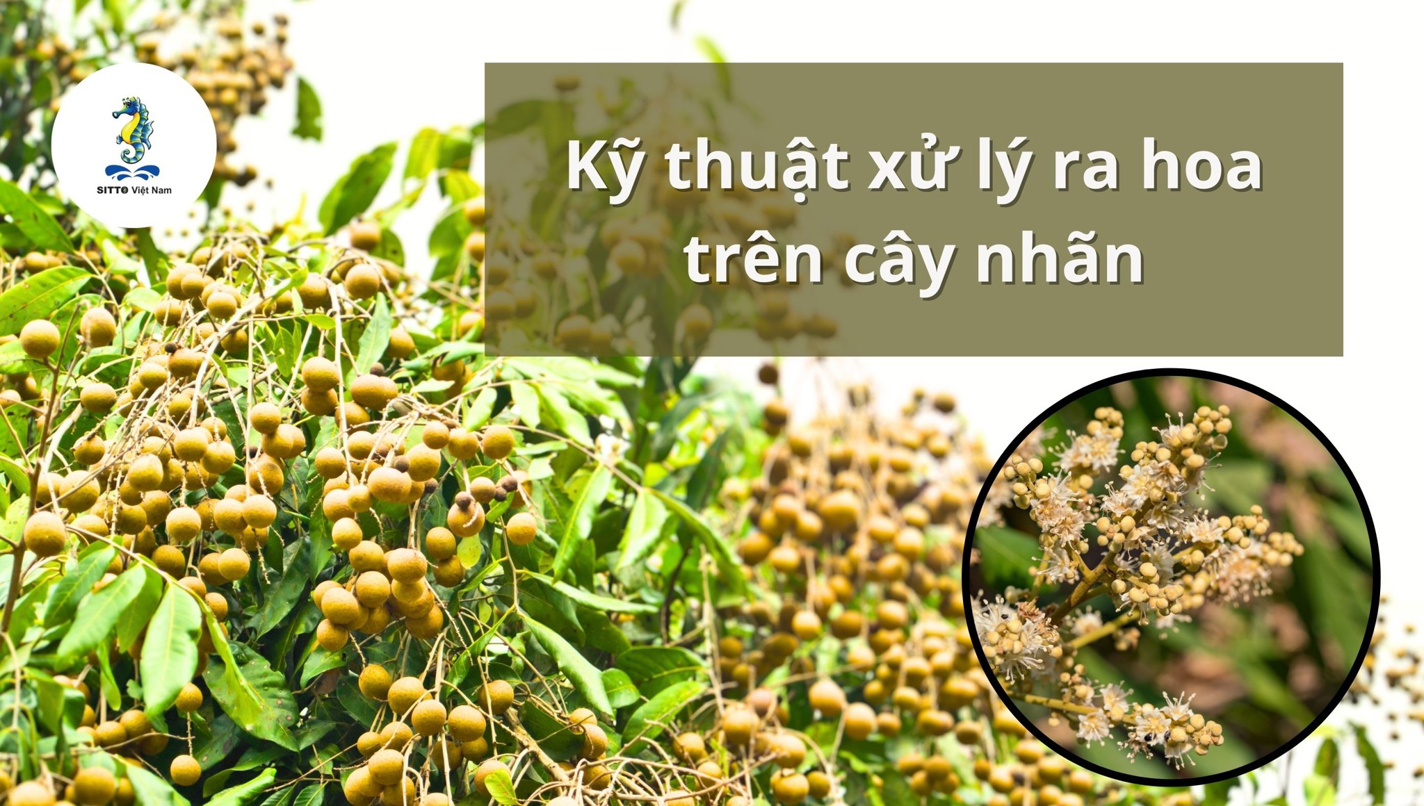 Kỹ thuật xử lý ra hoa nhãn cho năng suất cao, đơn giản