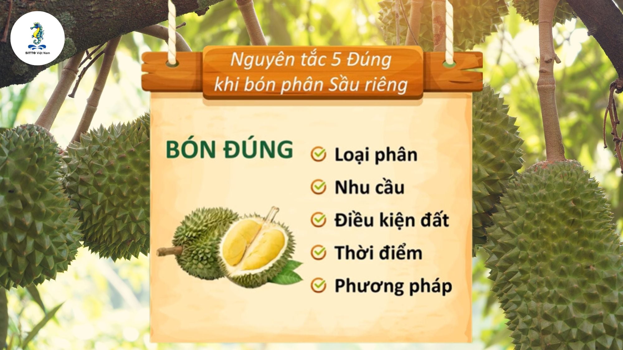 Nguyên tắc 5 đúng khi bón phân sầu riêng - Bí kiếp giúp sầu riêng đạt năng suất cao