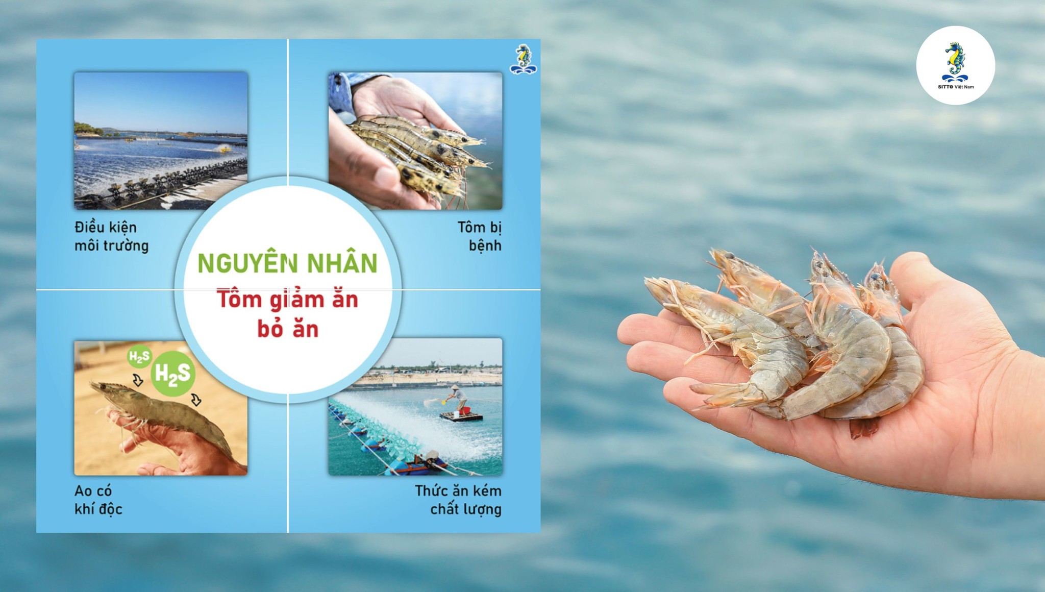 4 Nguyên nhân khiến tôm bỏ ăn, giảm ăn, ăn yếu