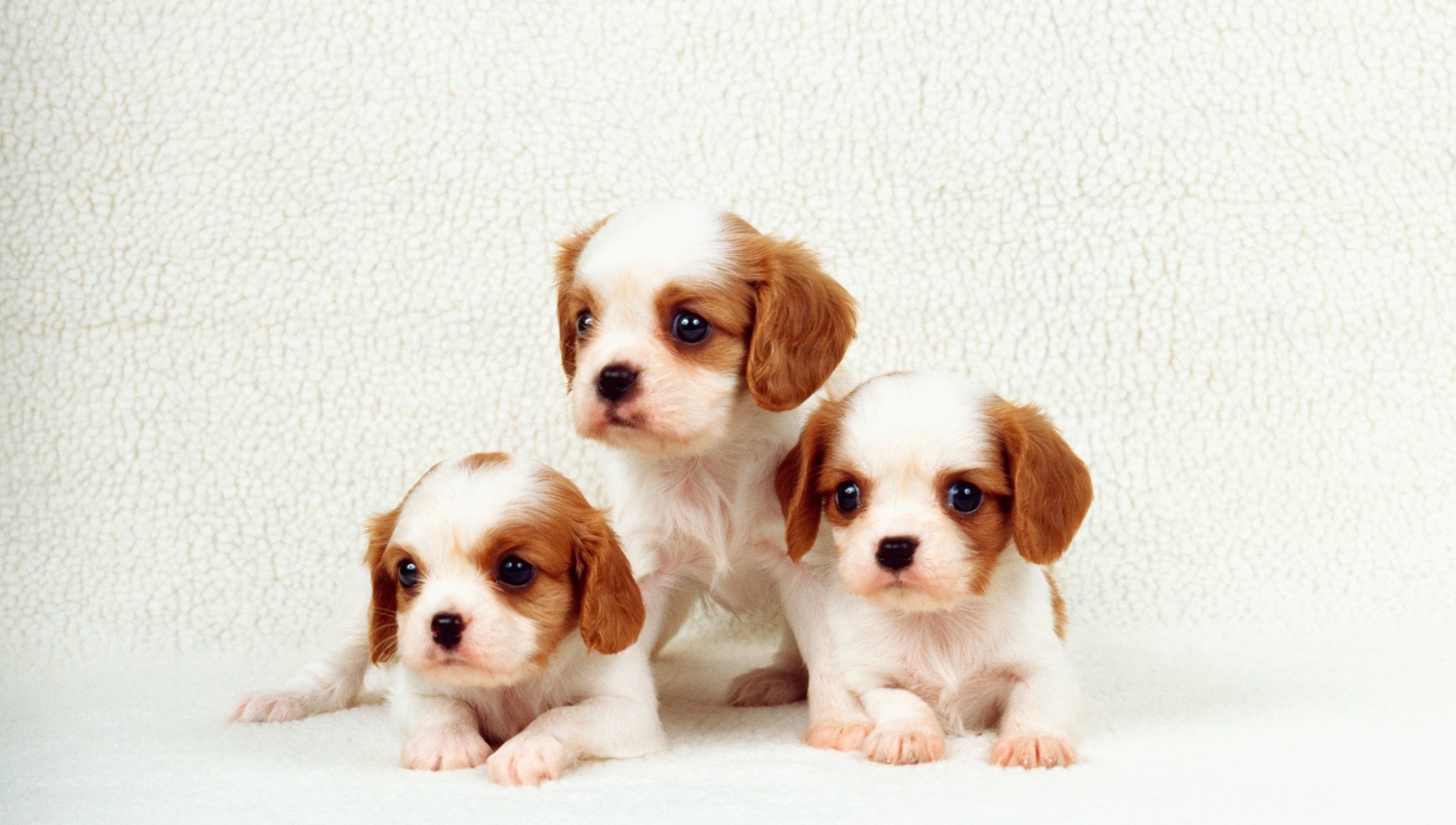 Top Giống Chó Nhỏ Dễ Nuôi: Lựa Chọn Hoàn Hảo Cho Các Gia Đình Bận Rộn