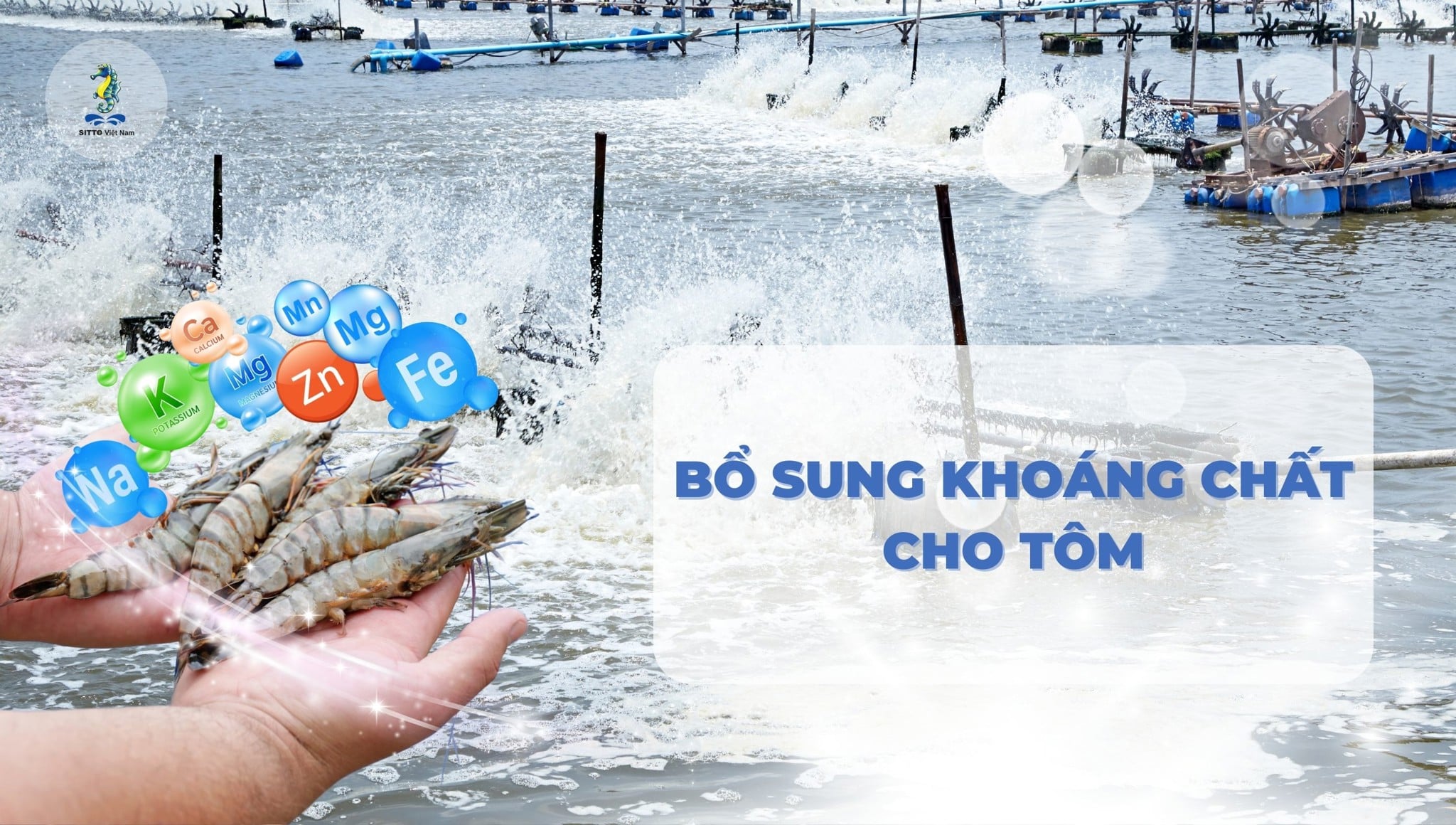 Quy trình bổ sung khoáng chất cho tôm nuôi hiệu quả