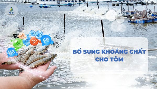 Quy trình bổ sung khoáng chất cho tôm nuôi hiệu quả