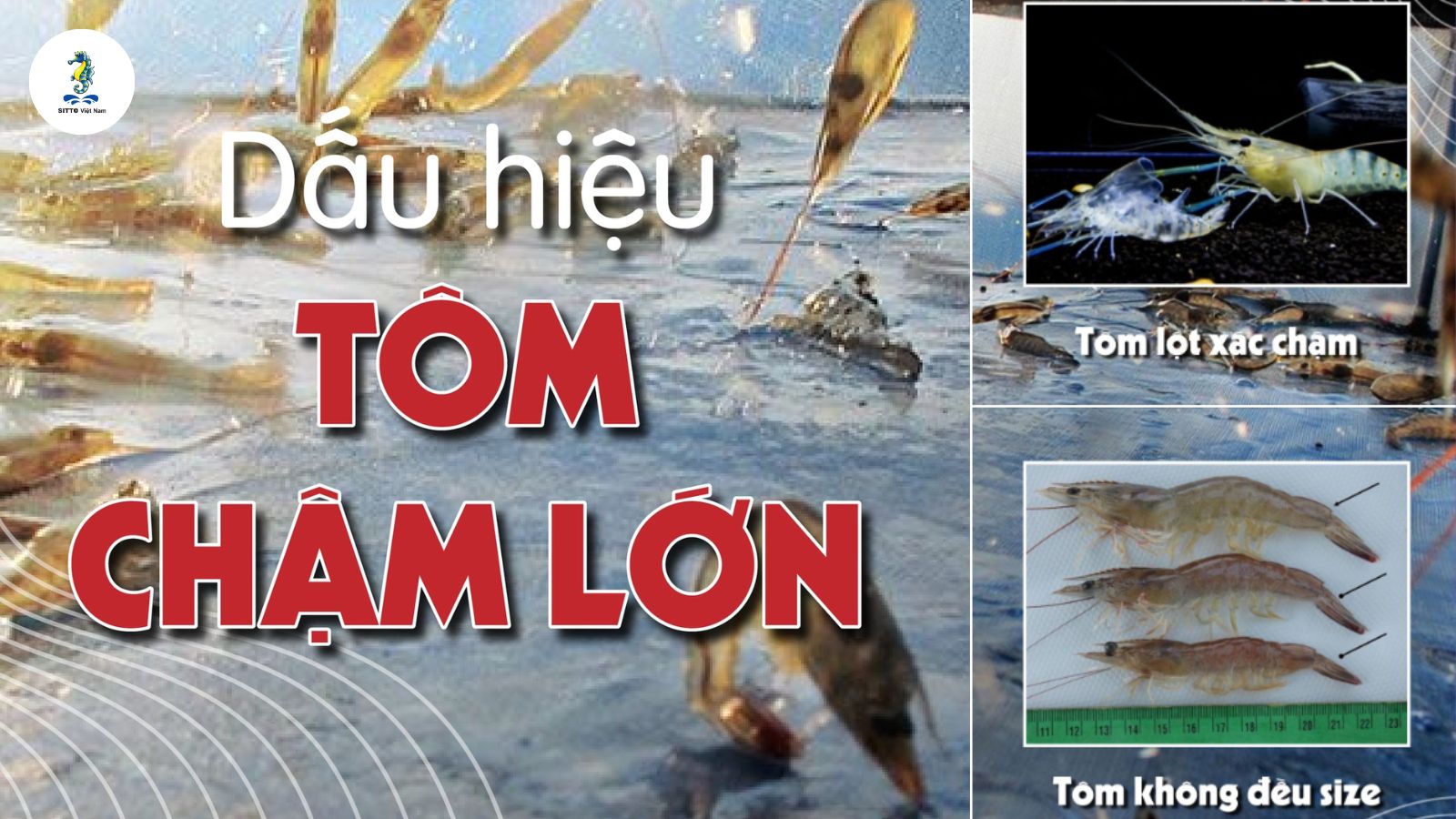 Nguyên nhân và dấu hiện nhận biết hiện tượng tôm chậm lớn