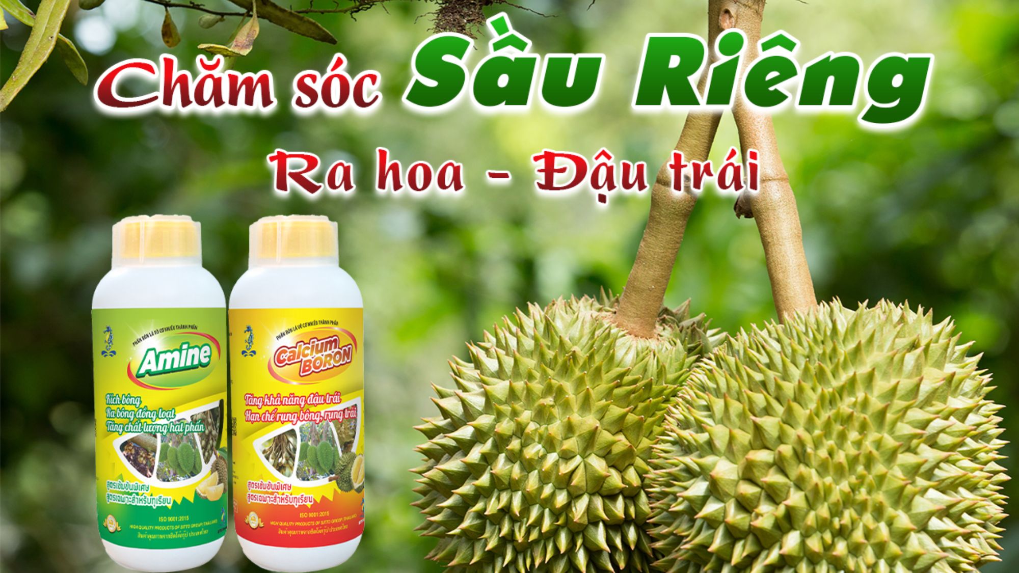 Kỹ thuật chăm sóc cây sầu riêng giai đoạn ra hoa đậu trái