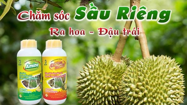 Kỹ thuật chăm sóc cây sầu riêng giai đoạn ra hoa đậu trái
