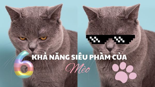 Khả năng siêu phàm của mèo: Sức mạnh bí ẩn dưới đôi mắt ngọc của “Hoàng Thượng”