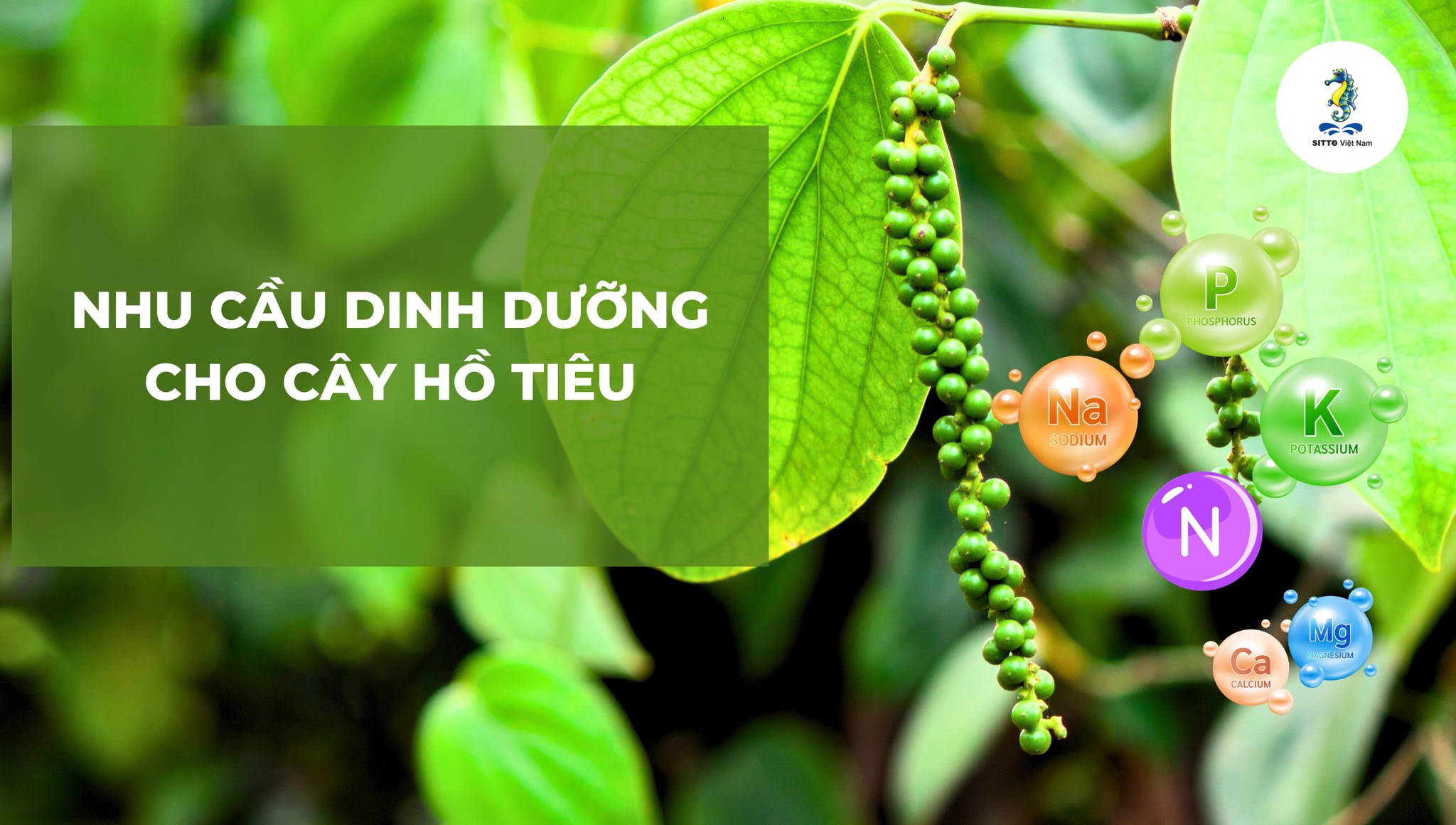 Nhu cầu dinh dưỡng cho cây hồ tiêu phát triển bền vững, năng suất cao