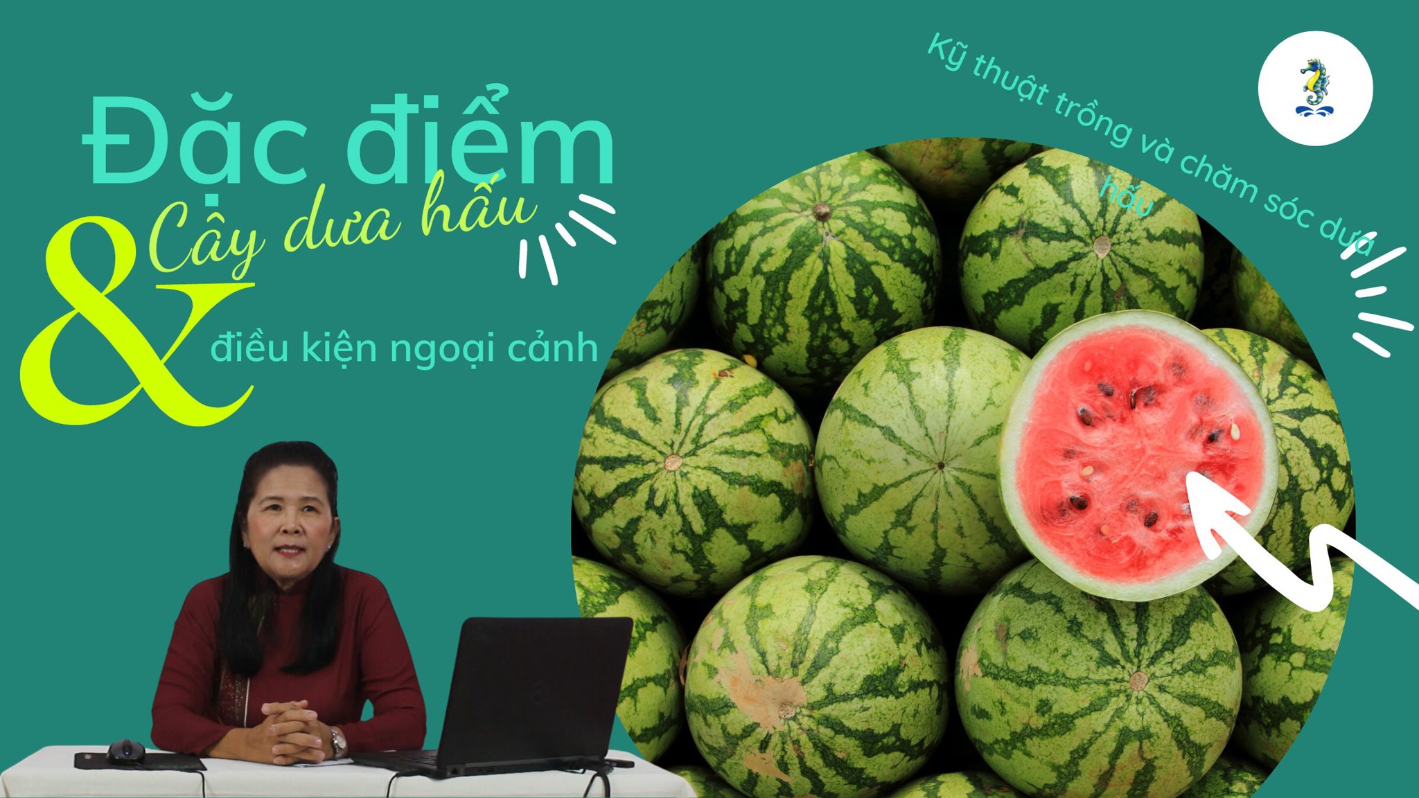 Đặc điểm cây dưa hấu và điều kiện ngoại cảnh | Kỹ thuật trồng và chăm sóc cây dưa hấu