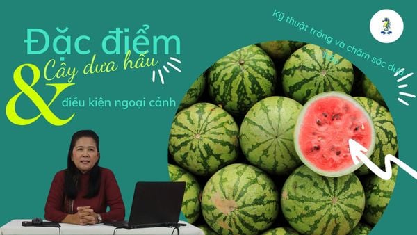Đặc điểm cây dưa hấu và điều kiện ngoại cảnh | Kỹ thuật trồng và chăm sóc cây dưa hấu