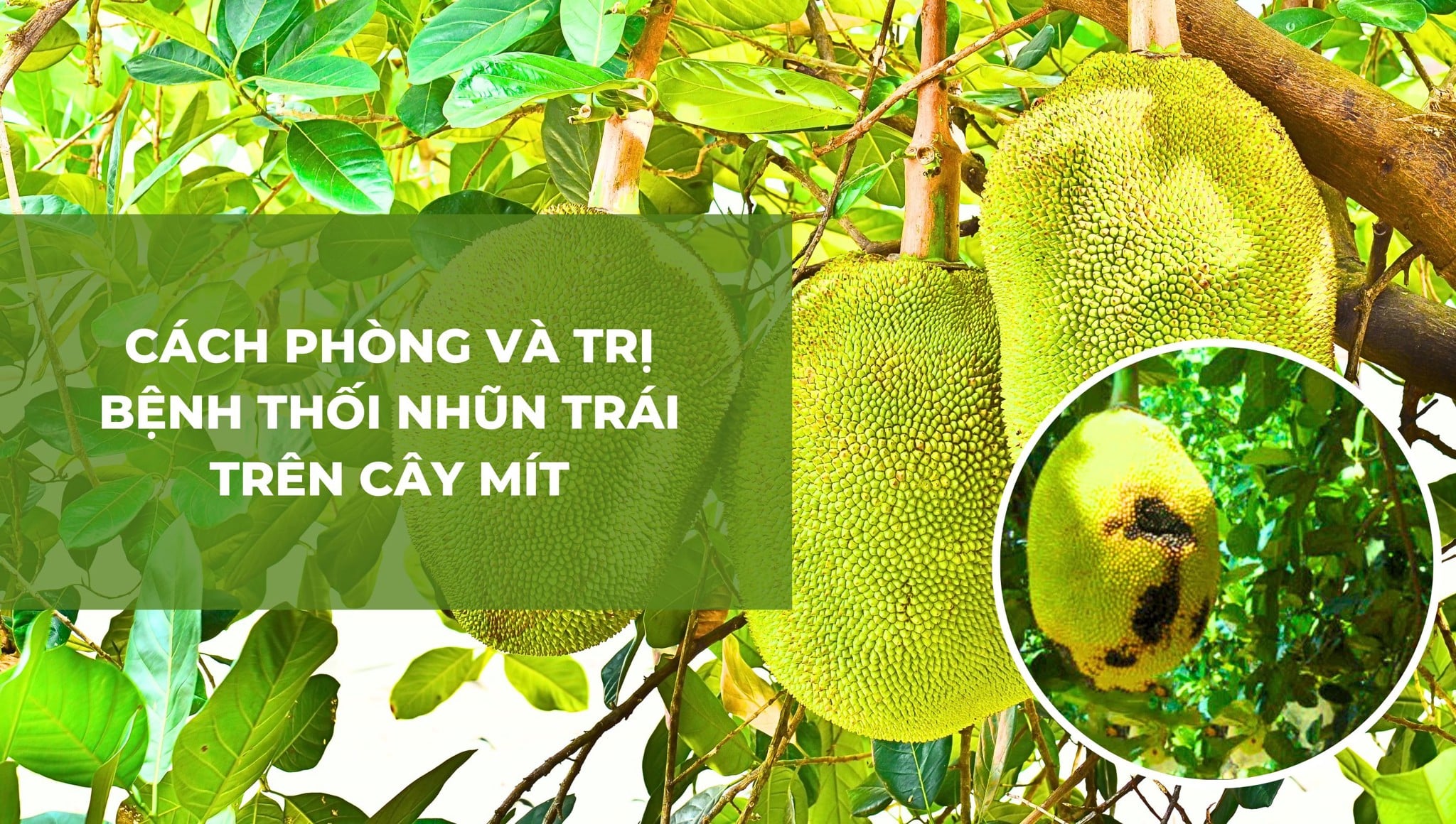 Mít bị thối trái: Nguyên nhân, dấu hiệu và cách phòng trị bệnh