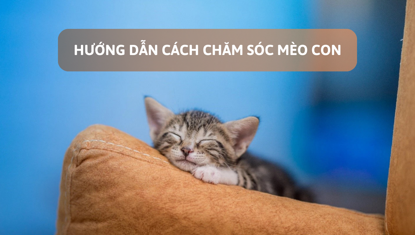 Cách Chăm Sóc Mèo Con Mới Đẻ Cho Người Không Có Kinh Nghiệm Đơn Giản Nhất