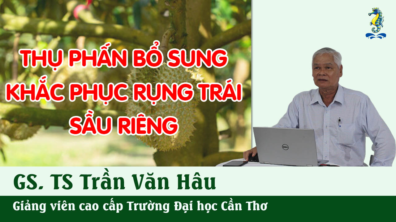 KỸ THUẬT CANH TÁC CÂY SẦU RIÊNG – THỤ PHẤN BỔ SUNG, KHẮC PHỤC RỤNG TRÁI