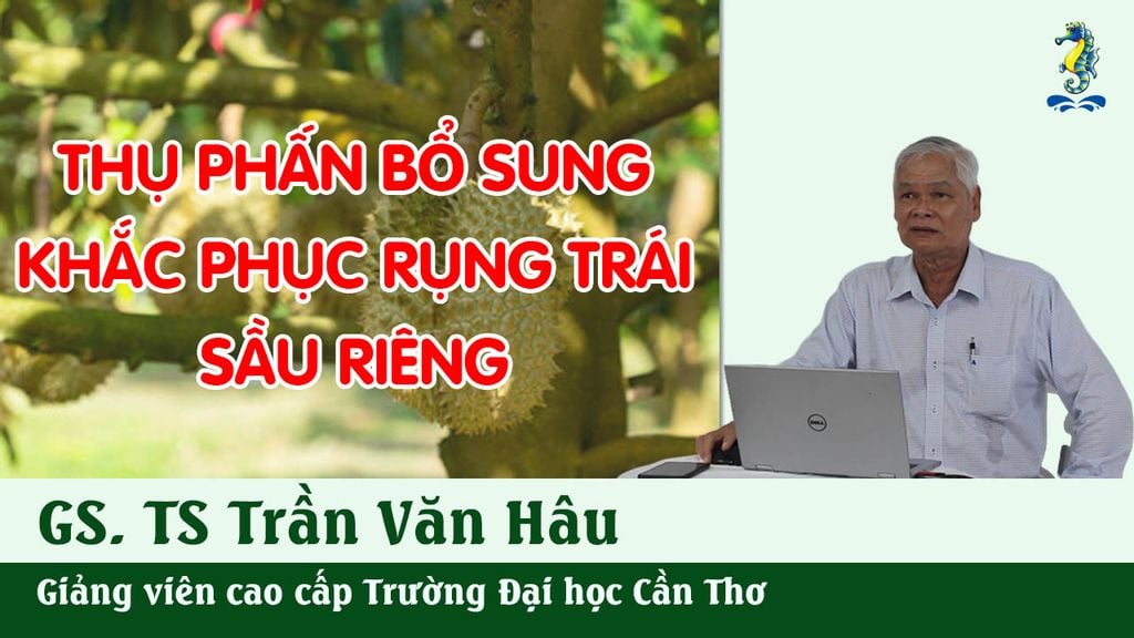 KỸ THUẬT CANH TÁC CÂY SẦU RIÊNG – THỤ PHẤN BỔ SUNG, KHẮC PHỤC RỤNG TRÁI