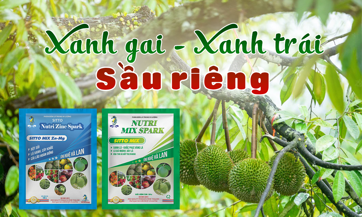 Bí Quyết Giúp Dưỡng Xanh Gai, Xanh Trái Sầu Riêng | SITTO eShop