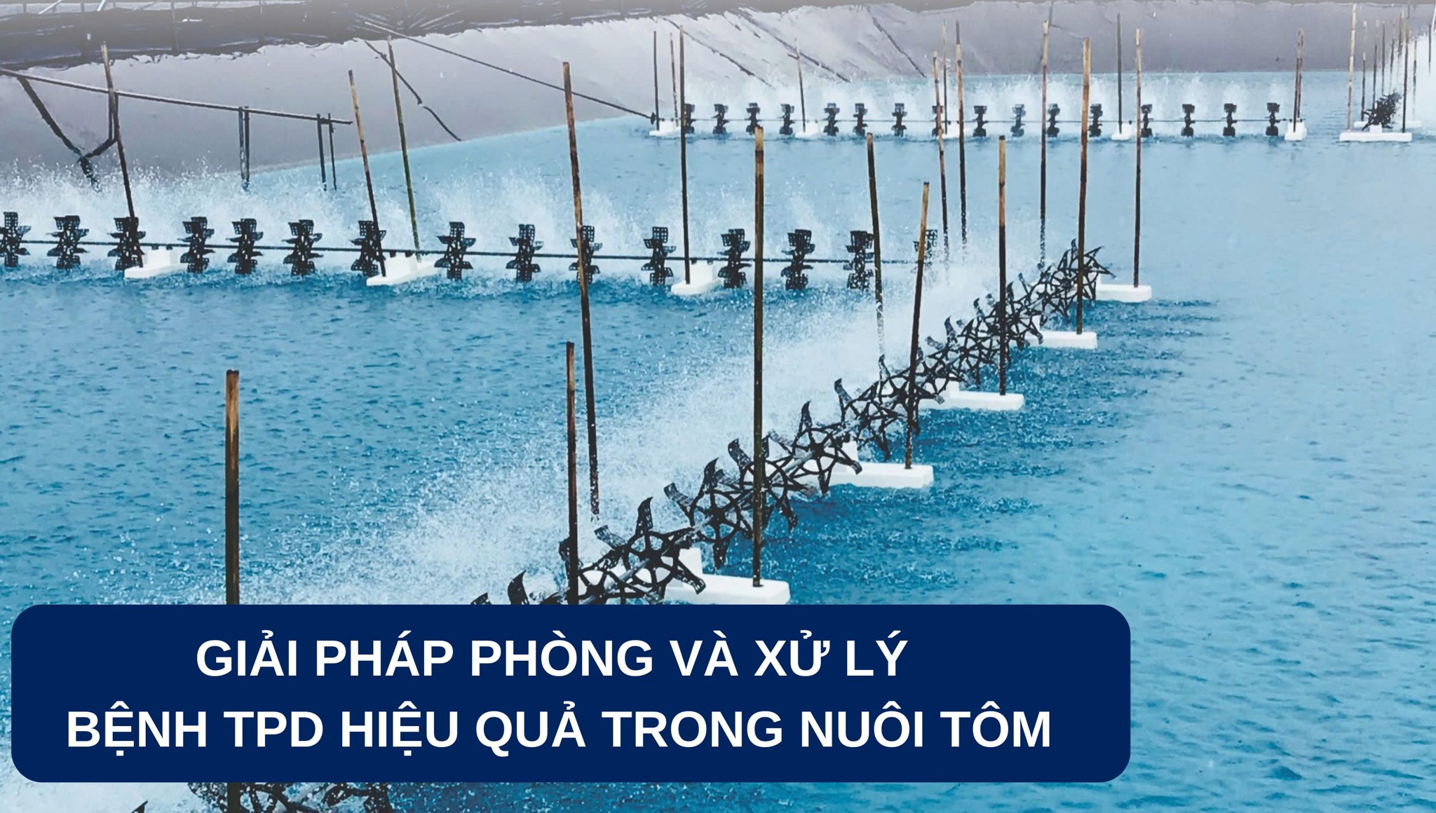 Bệnh TPD là gì? Giải pháp phòng trừ và xử lý bệnh TPD hiệu quả trong nuôi tôm