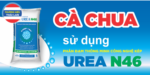 Cà Chua - Bón Phân Đạm Công Nghệ Sitto Urea N46 Cho Kết Quả Bất Ngờ | SITTO eShop