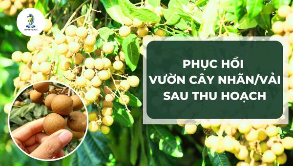 Quy trình phục hồi vườn cây nhãn/vải sau thu hoạch tại huyện M’Đrăk tỉnh Đắk Lắk bằng sản phẩm Sitto
