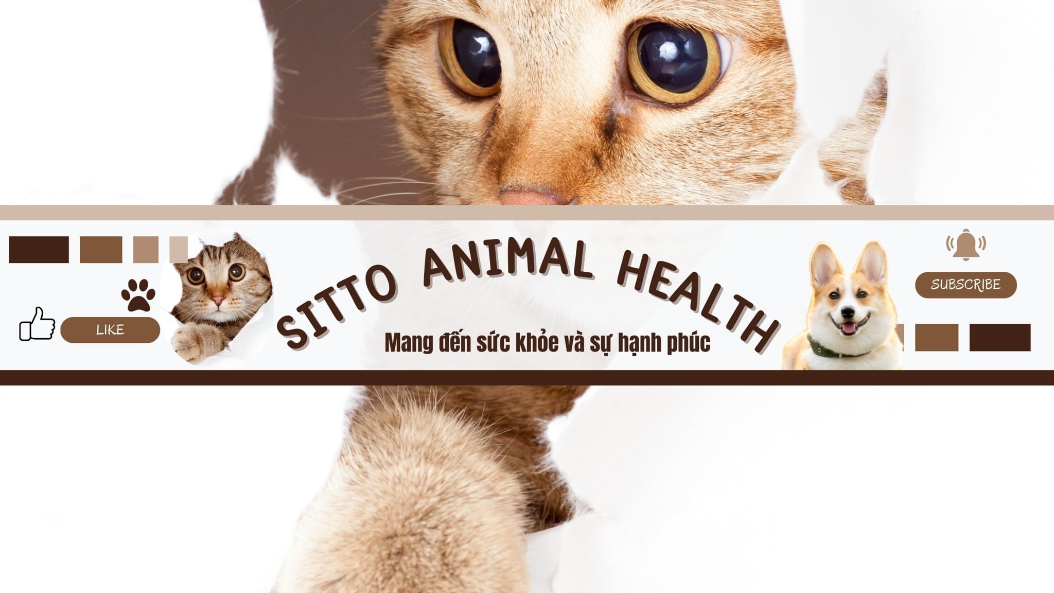 Kênh YouTube Sitto Animal Health: Cẩm nang chăm sóc thú cưng toàn diện cho bạn và người bạn bốn chân