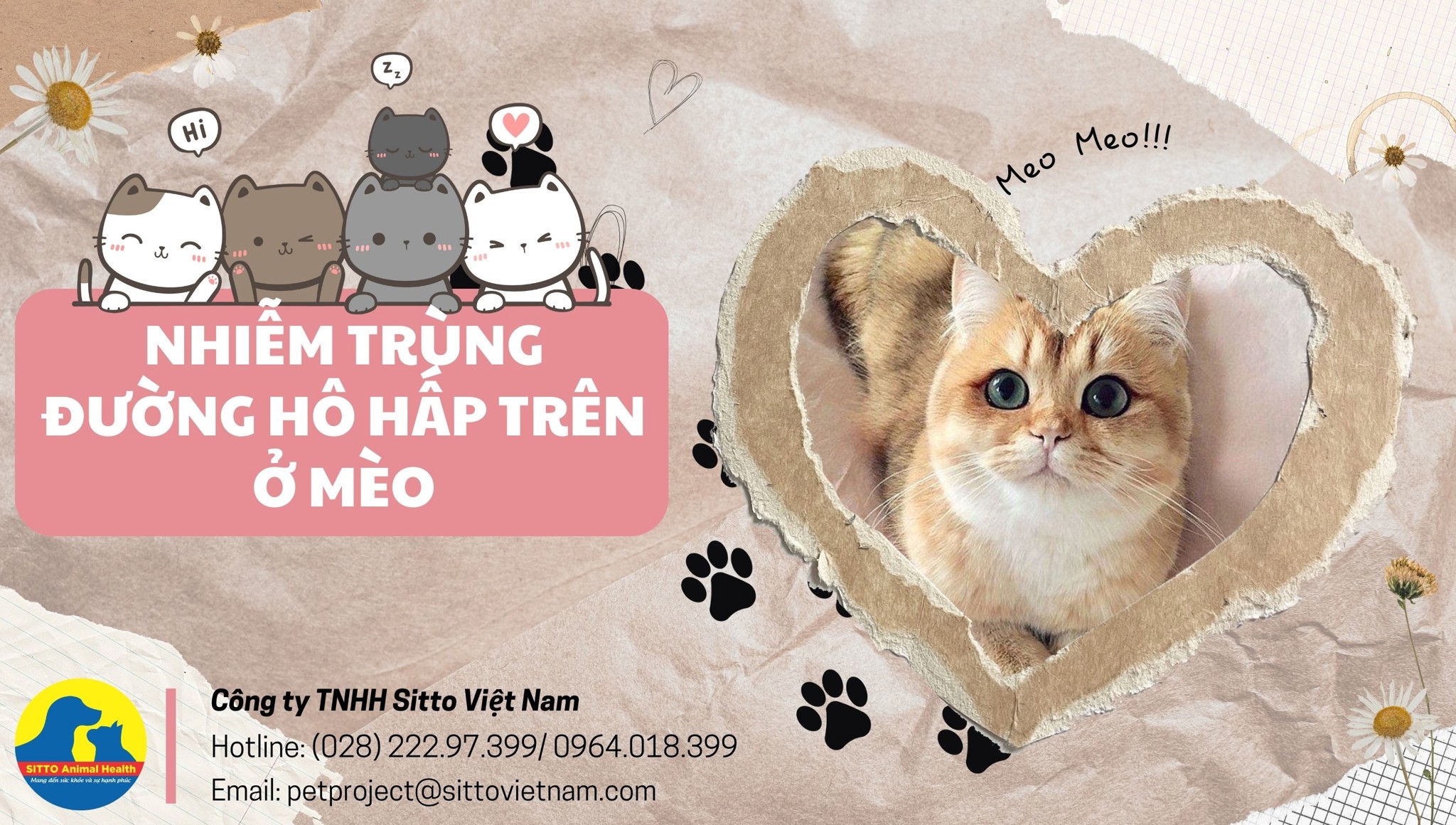 Nhiễm trùng đường hô hấp trên ở mèo: Nguyên nhân, triệu chứng, cách xử lý