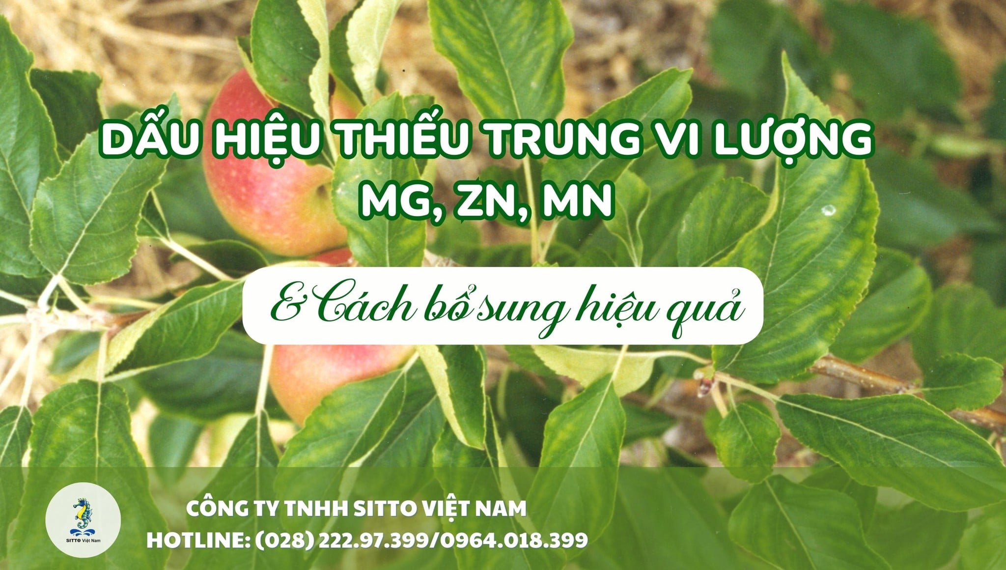 Dấu hiệu thiếu trung vi lượng Mg, Zn, Mn và cách bổ sung hiệu quả