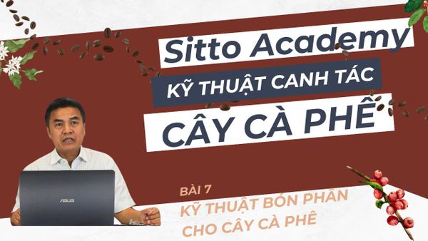 Kỹ thuật bón phân cho cây cà phê | Kỹ thuật canh tác cây cà phê